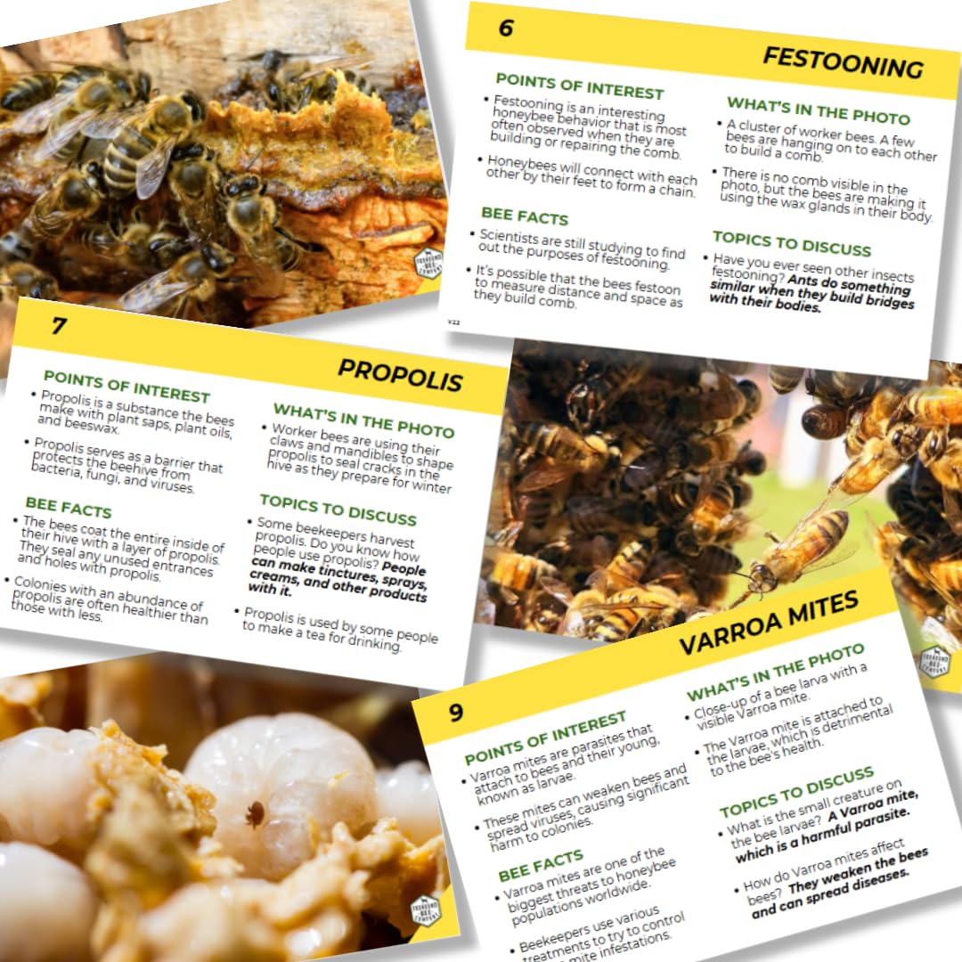 Educational Beekeeping Cards – 12x18 Oversized Beekeeping Flashcards for Teaching Bees and Beekeeping - Classroom and Workshop Learning Tool (Expansion Set - Laminated)